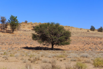 Dry kalahari desert landscape, Kgalagady, South Africa safari wilderness