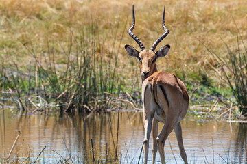 southern lechwe Africa safari wildlife and wilderness