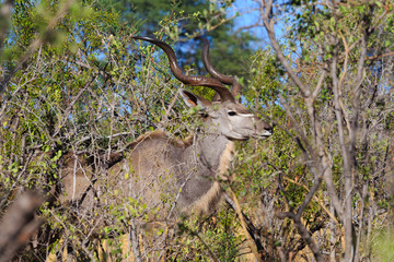 greater kudu (Tragelaphus strepsiceros) Africa safari wildlife and wilderness