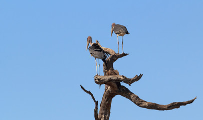 scavenger bird marabou storks Africa safari wildlife and wilderness