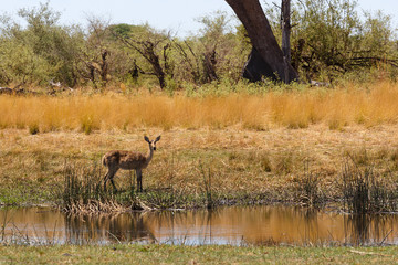 Naklejka na ściany i meble southern lechwe Africa safari wildlife and wilderness