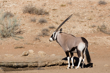 Gemsbok, Oryx gazelle in kgalagadi, South Africa safari Wildlife