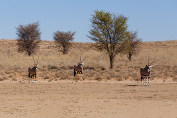 Fototapeta na wymiar Gemsbok, Oryx gazelle in kgalagadi, South Africa safari Wildlife