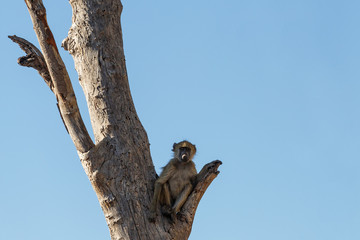 monkey Chacma Baboon family, Africa safari wildlife and wilderness