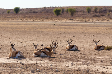 herd of springbok, Africa safari wildlife