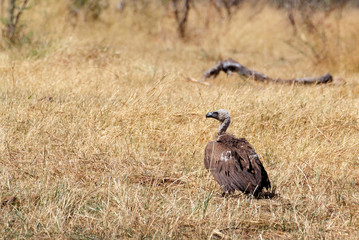 Obraz na płótnie Canvas White backed vulture, Namibia Africa safari wildlife and wilderness
