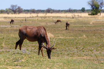 antelope tsessebe Africa safari wildlife and wilderness