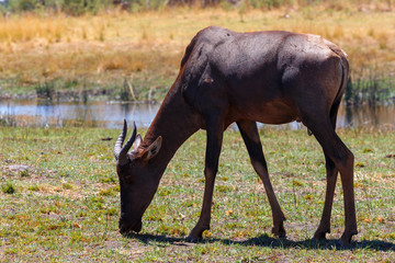 antelope tsessebe Africa safari wildlife and wilderness