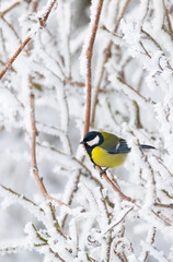 Fototapeta premium beautiful small bird great tit in winter