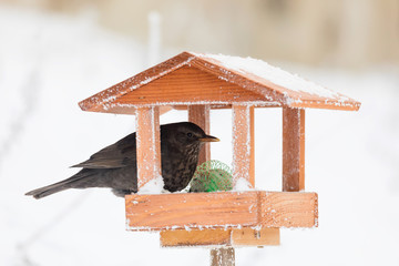 Common blackbird blackbird in bird house, bird feeder
