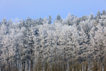 snowy trees in winter landscape and rural road