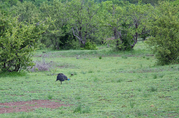 Helmeted guineafowl at the Selous Game Reserve, Tanzania (Africa)