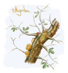 Commiphora myrrha tree with resin. Watercolor imitation. Vector