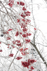 Winter Mountain Ash