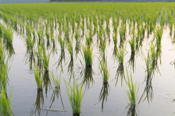 Obraz premium View of Young rice sprout ready to growing in the rice field