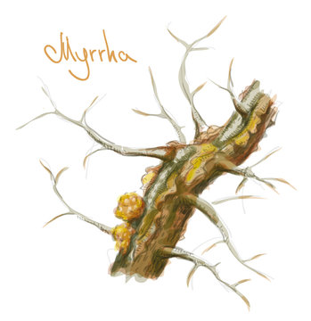 Commiphora myrrha tree with resin. Watercolor imitation. Vector