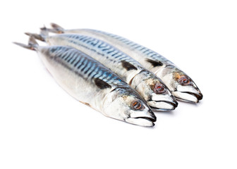 Fresh  whole mackerel fish isolated on white background