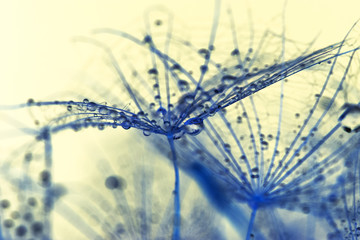 Dandelion seeds with water drops on natural background

