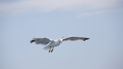 Beautiful seagulls soaring in the blue sky 