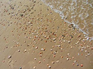 Beach with shells