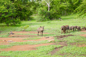 Family of wild warthogs at the Selous Game Reserve, Tanzania (Africa)