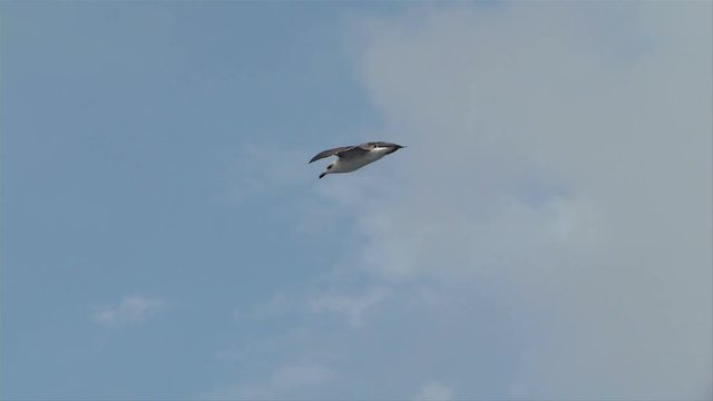 Seagull flies in the sky