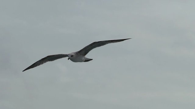 Seagull flies in the sky