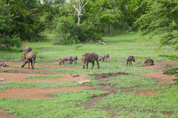 Naklejka na ściany i meble Family of wild warthogs at the Selous Game Reserve, Tanzania (Africa)