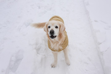 Mountain rescue golden retriever dog in the snow