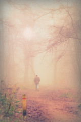 Plakat English woodland on a foggy misty morning