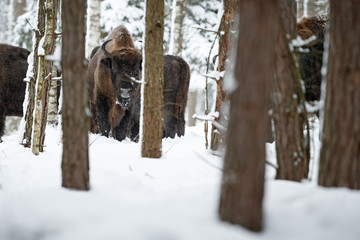 European bison herd in the beautiful white forest during winter time, bison bonasus, european animals, prehistoric creature, zidlov nature reserve in czech republic © photocech
