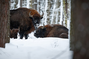 European bison, big bull in the beautiful white forest during winter time, bison bonasus, european animals, prehistoric creature, zidlov nature reserve in czech republic © photocech