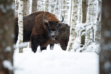 European bison, big bull in the beautiful white forest during winter time, bison bonasus, european animals, prehistoric creature, zidlov nature reserve in czech republic © photocech