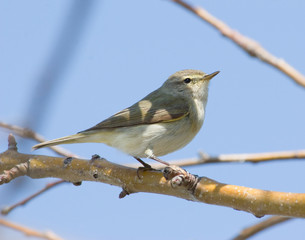 Willow Warbler on the branch on blue sky background