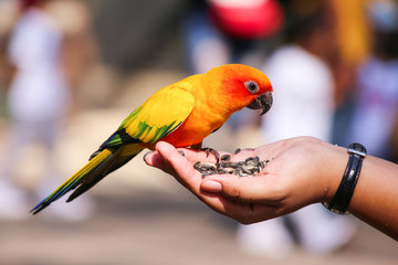 Feeding bright orange parrot © icedmocha