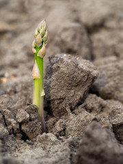 Grüner Spargel - frisch vom Feld - Spargelernte