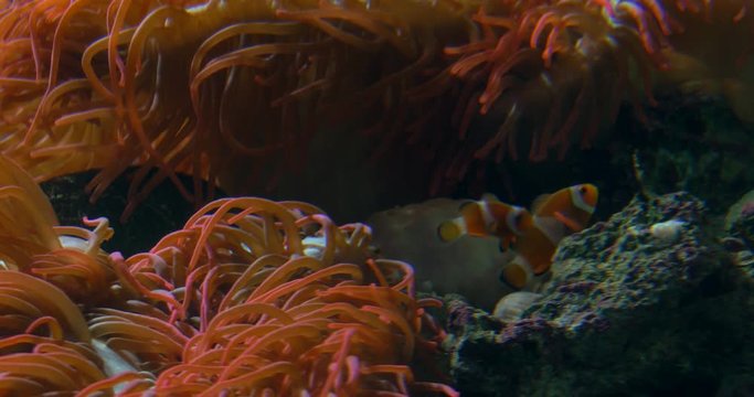 Clownfish in anemone on a tropical coral reef