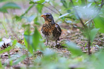 fieldfare , Turdus pilaris holds earthworm in its beak