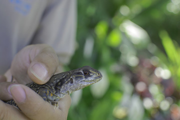 Butterfly Lizard(Leiolepis belliana) in hand in Thailand