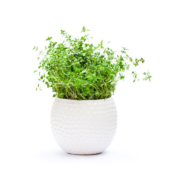 thyme  herbs in pot isolated on white background