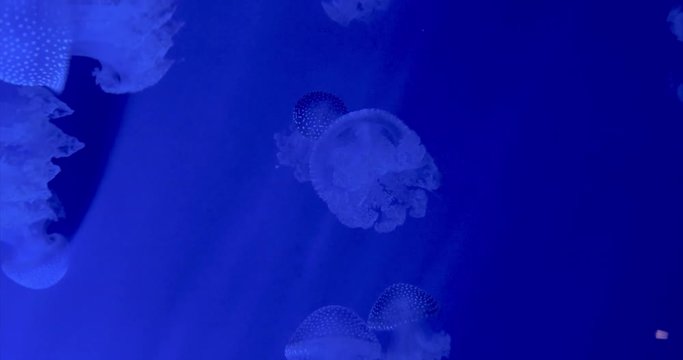 Floating bell jellyfish in blue water