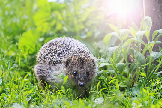 Hedgehog among the green grass in the garden with sunny hotspot