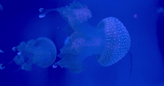 Floating bell jellyfish in blue water