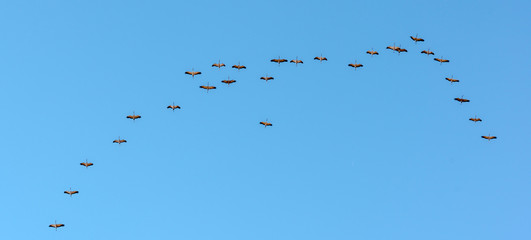 Cranes migrating over Gallocanta Lagoon in, Spain