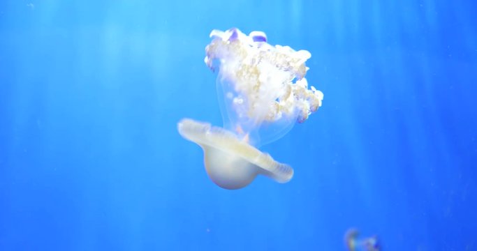 Upside-down jellyfish floating in blue water
