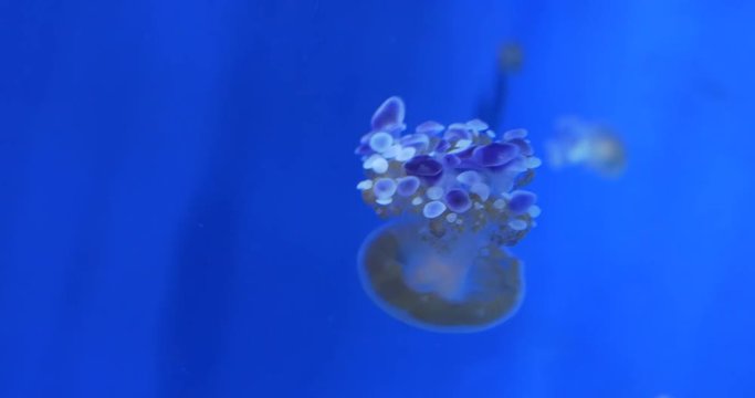 Upside-down jellyfish floating in blue water