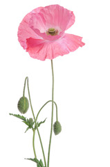 pink poppy and buds