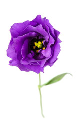 Beautiful violet eustoma flower