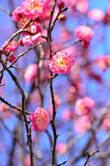 咲き始めた紅梅
