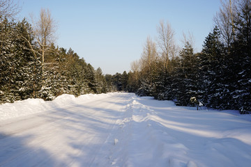 Winter background.  winter forest. Sunny winter day. The road in a pine forest. Nature.